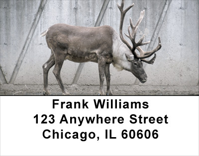 Rudolph Address Labels | LBANJ-23