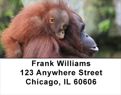Baby Monkeys Address Labels | LBANJ-47