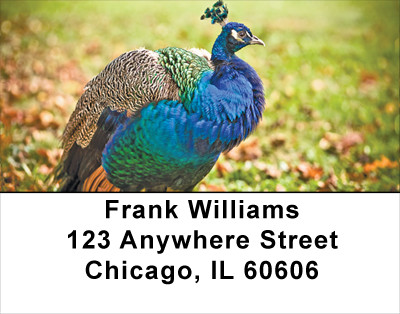Peacock Plumes Address Labels | LBANJ-52
