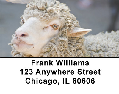 Counting Sheep Address Labels | LBANJ-65