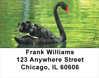 Black Swan Address Labels | LBANJ-76
