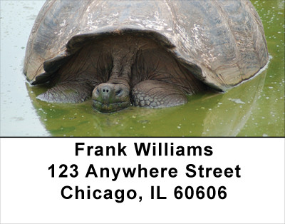 Giant Turtles Address Labels | LBANJ-84