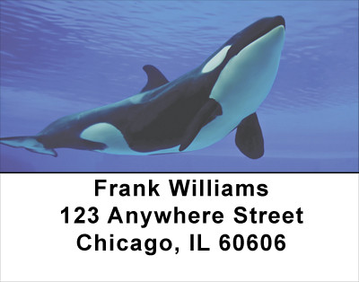 Whales Address Labels | LBANJ-87