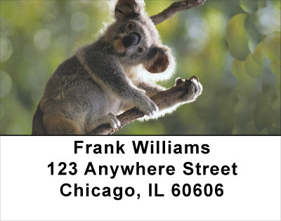 Koala Bears Address Labels | LBANK-14