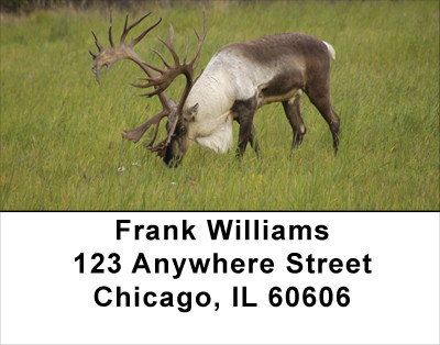 Caribou Address Labels | LBANK-24