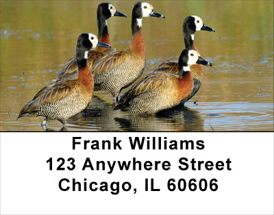 Ducks In Morning Light Address Labels | LBANK-32