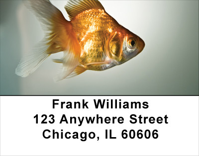 Goldfish Address Labels | LBANK-35