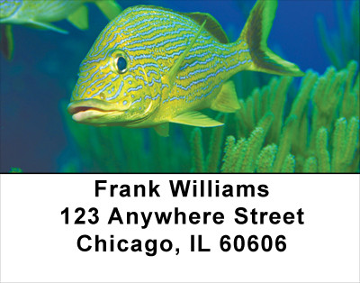Tropical Fish Address Labels | LBANK-36
