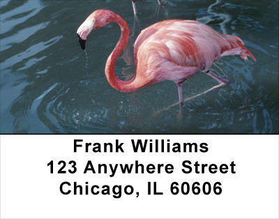 Flamingos In Wild Address Labels | LBANK-37