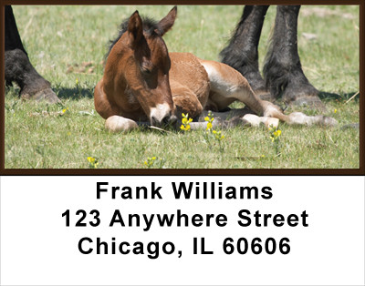 Colts Address Labels | LBANK-47