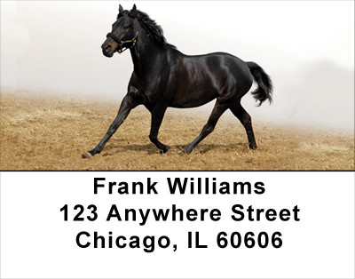 Black Stallions Address Labels | LBANK-52