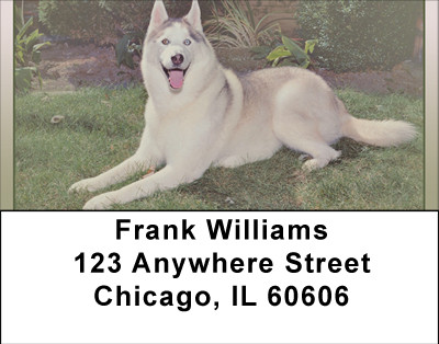 Siberian Husky Address Labels | LBBBB-26