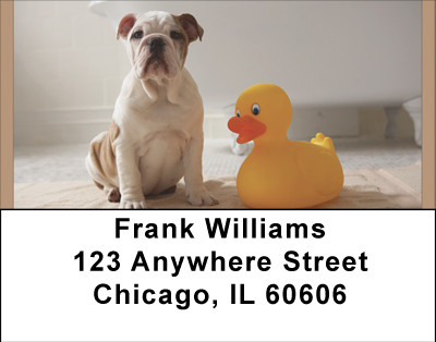 Bulldog Bathtime Address Labels | LBBBD-90