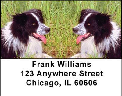 Border Collies Addrss Labels | LBDOG-02