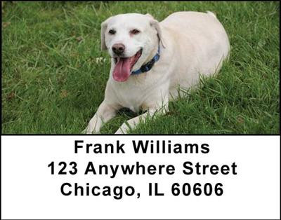 Yellow Labradors Address Labels | LBDOG-10