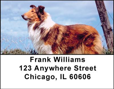 Collies Address Labels | LBDOG-14