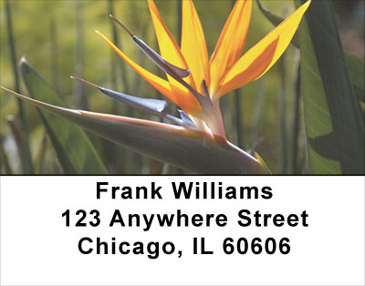 Bird Of Paradise Address Labels | LBFLO-03