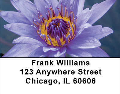 Colors In Bloom Address Labels | LBFLO-10