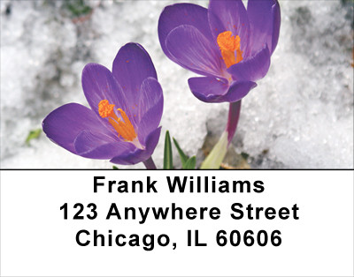 Crocus Address Labels | LBFLO-11