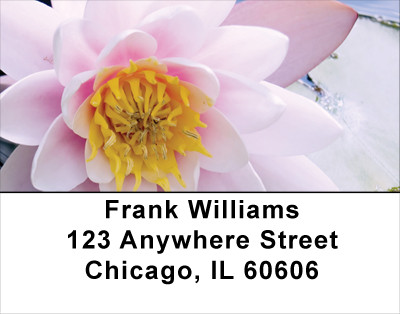 Lotus Rainbow Address Labels | LBFLO-29