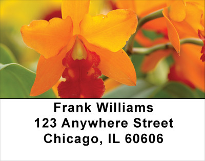 Tropical Orchids Address Labels | LBFLO-34