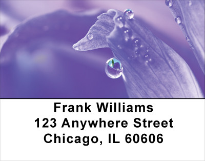 Dewey Colors Address Labels | LBFLO-38