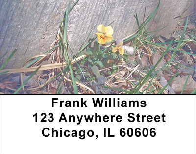 Violas Address Labels | LBFLO-62