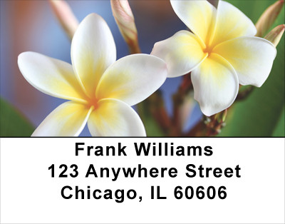 Plumeria Address Labels | LBFLO-68