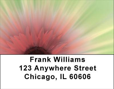 Pink Explosion Address Labels | LBNAT-23