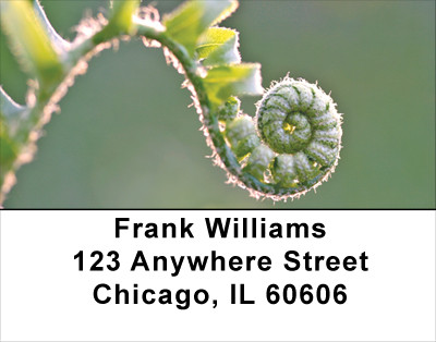 Ferns Address Labels | LBNAT-42