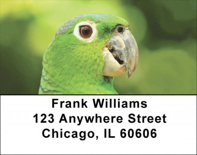 Parrot Party Address Labels | LBQBA-51