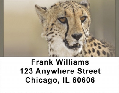Cheetahs Address Labels | LBQBB-03