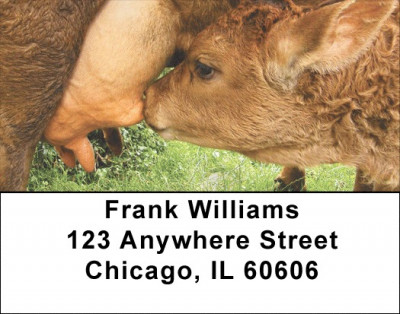 Baby Calves Address Labels | LBQBB-07