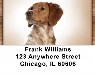 Bright Eyed Brittany Spaniel Address Labels | LBQBB-32