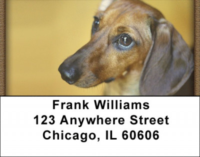 Darling Dachshunds Address Labels | LBQBB-47