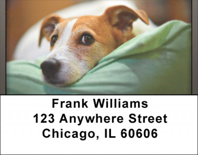 Jack Russell Terrier Address Labels | LBQBB-63
