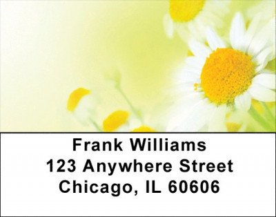 Dreamy Daisies Address Labels | LBQBG-43