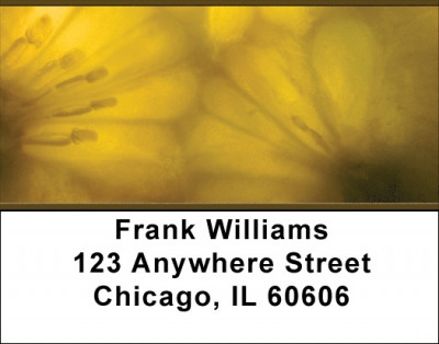 Transparent Address Labels | LBQBM-47
