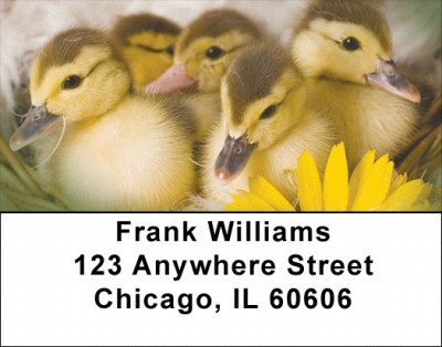 Ducklings in Spring Address Labels | LBZANI-63