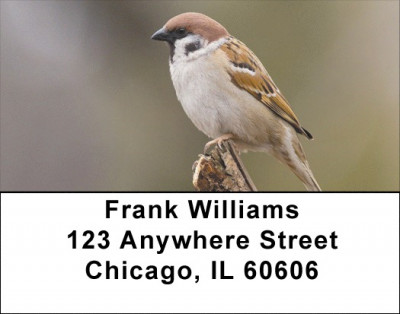 Sparrow Simplicity Address Labels | LBZANJ-20
