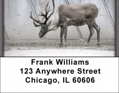 Rudolph Address Labels | LBZANJ-23