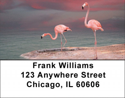 Pink Flamingo Address Labels | LBZANJ-59