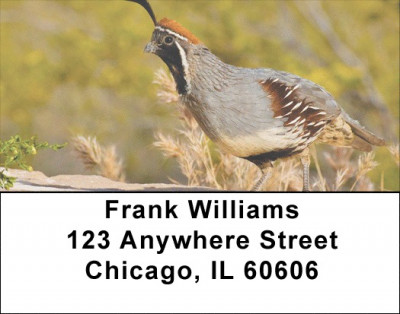 Quail Closeups Address Labels | LBZANJ-60