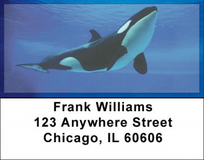 Whales Address Labels | LBZANJ-87