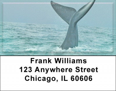 Whale Of A Tail Address Labels | LBZANJ-88