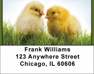 Spring Chicks Address Labels | LBZANK-13