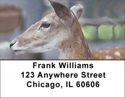 Deer Closeups Address Labels | LBZANK-31