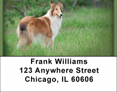 Collies Address Labels | LBZDOG-14