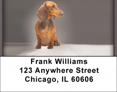 Dachshunds Address Labels | LBZDOG-15