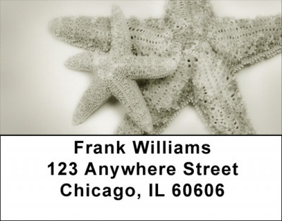 Shells In Taupes and Sage Address Labels | LBZSCE-30